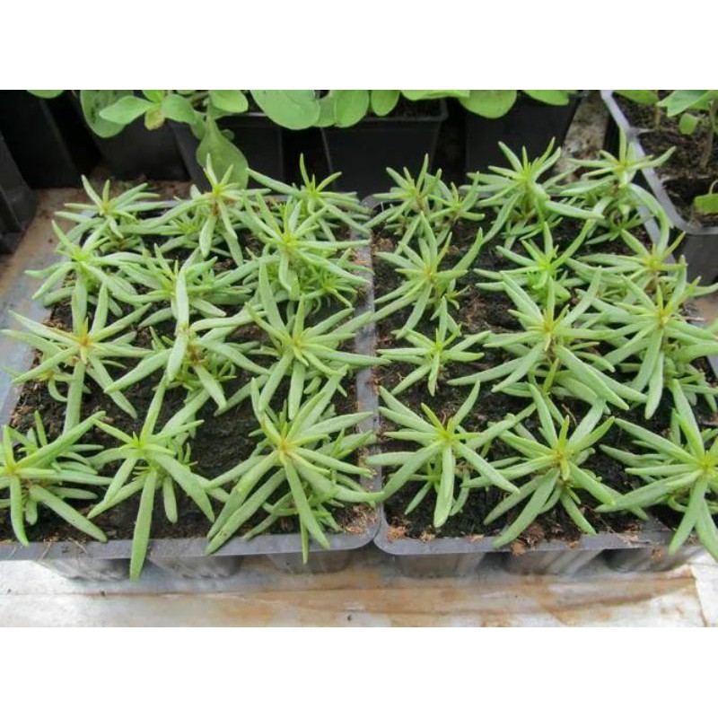 hạt giống hoa mười giờ mix nhiều màu