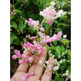 Gói 10 hạt giống hoa Ti gon