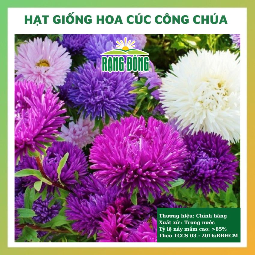 Hạt giống hoa cúc công chúa nhiều màu đẹp dễ trồng chăm sóc tỉ lệ nảy mầm cao 0,1g RADO 0803