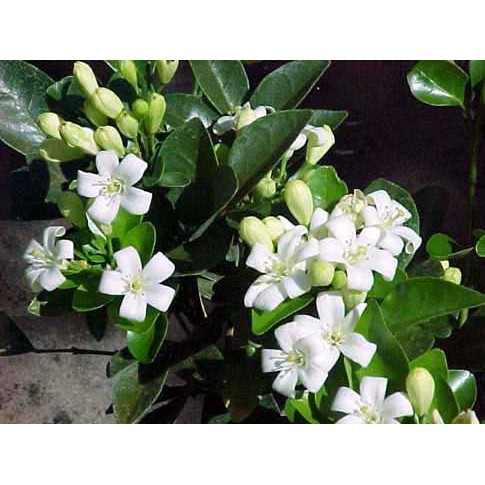 HẠT GIỐNG HOA NGUYỆT QUẾ - 5 Hạt/ gói