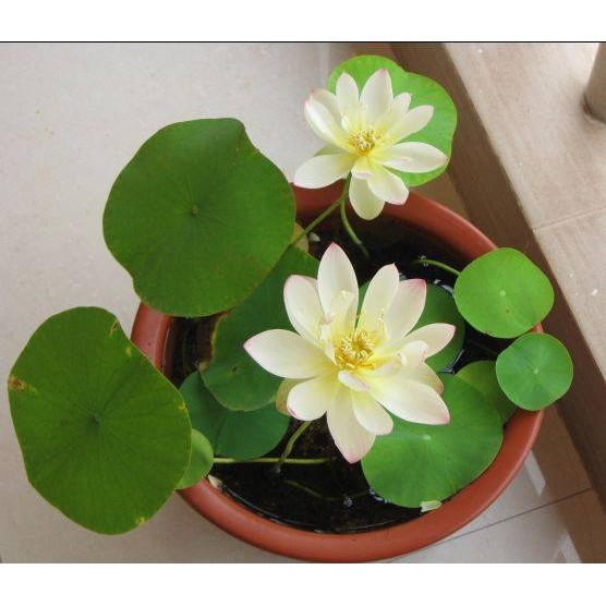 Hạt Giống Hoa Sen Nhật - 5 HẠT