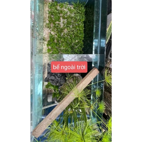 15 nhánh tiểu bảo tháp  - cây thủy sinh dễ trồng không cần co2