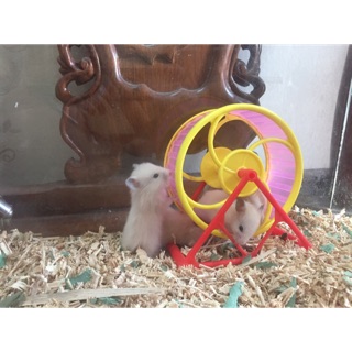 Wheel chạy tesoro cho Hamster