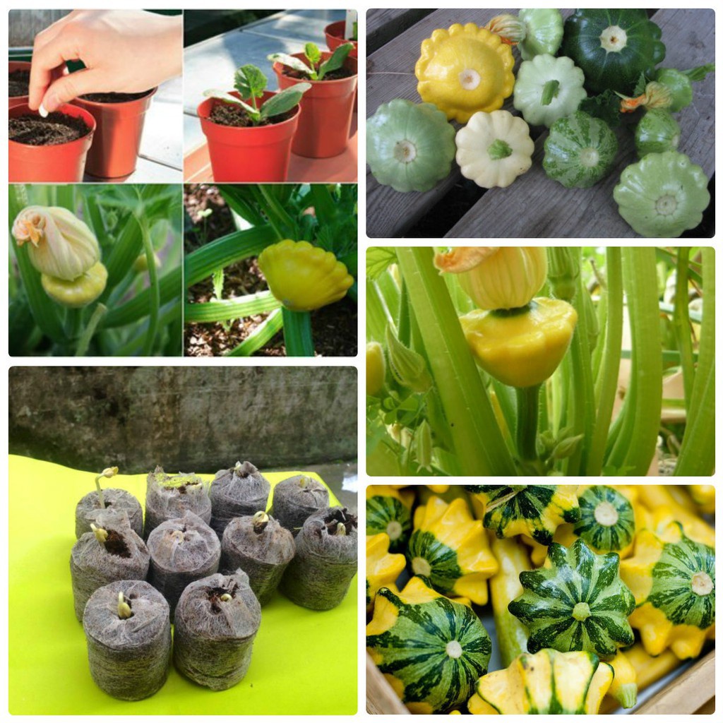 Bán buôn COMBO Trọn bộ 10 hạt giống bí đĩa bay + 10 viên nén ươm hạt + 1 phân bón bao đẹp
