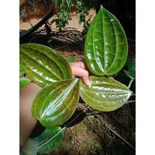 Mô Hình Đồ Chơi Nhân Vật Hoyalatifolia