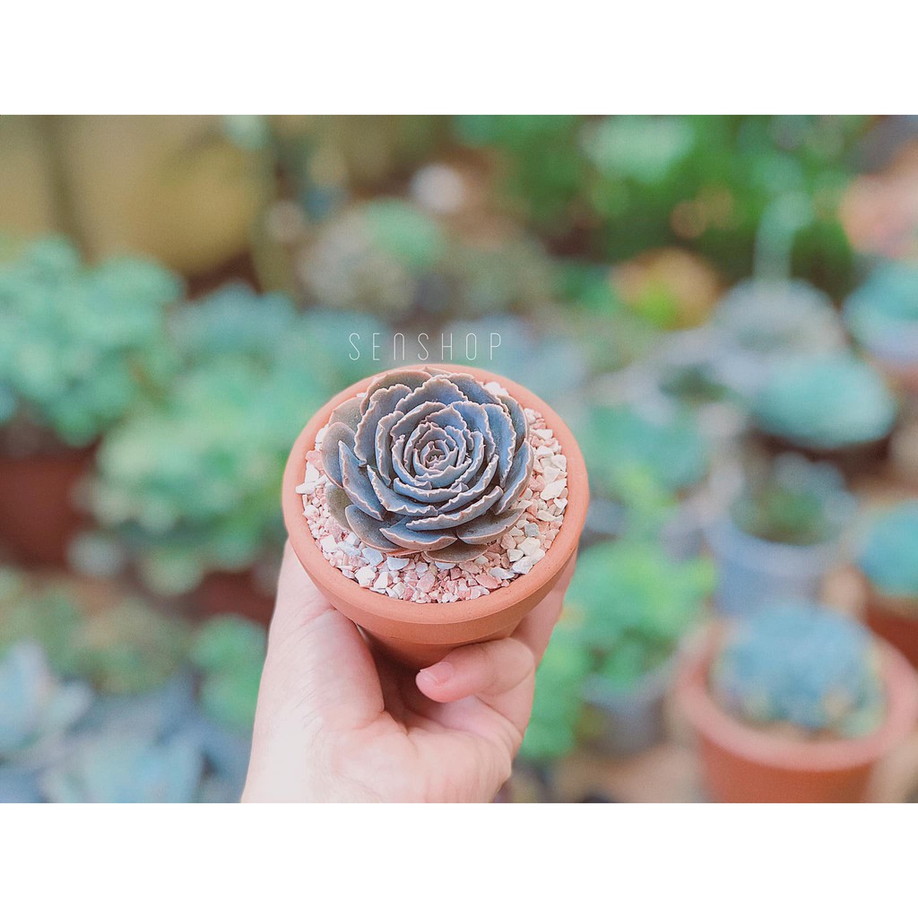 Chậu đất nung 7 cm