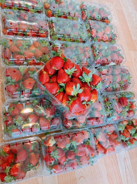 100 hộp nhựa đựng trái cây 1kg dâu,cherry 1