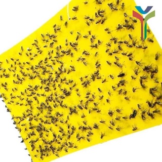 Miếng dán bẫy ruồi vàng kích thước 21cmx19cm