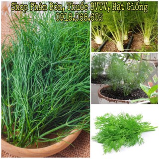 Hạt giống Rau Thì Là Tứ Quý TN. Mùi vị thơm ngon, sinh trưởng tốt. nhập khẩu-  chuyên dụng.