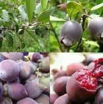 Cây sim giống cao 35cm