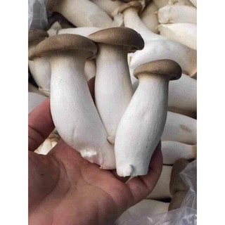 combo 5 phôi nấm bào ngư