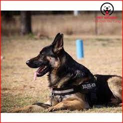 Dây đai người huấn luyện Police K9 chó chó từ 15-60kg