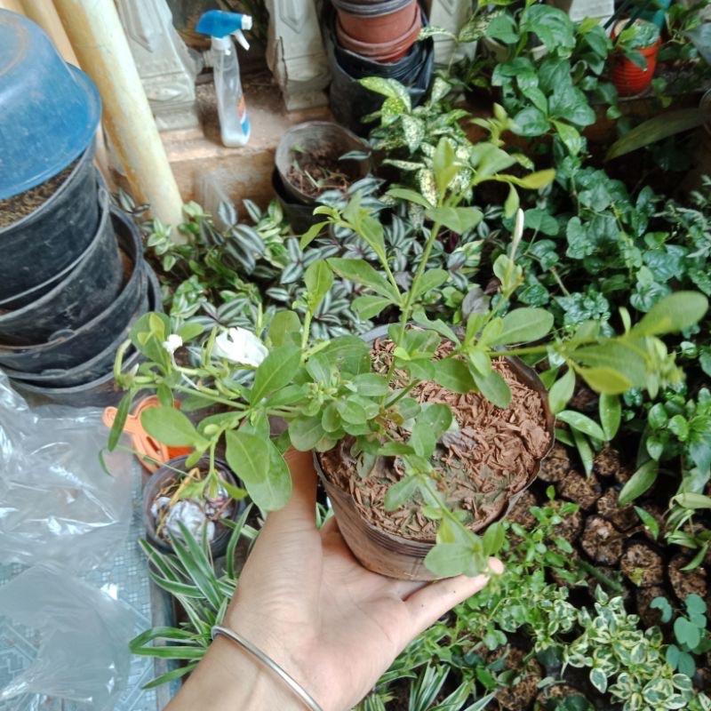 Cây thanh xà,bạch xà