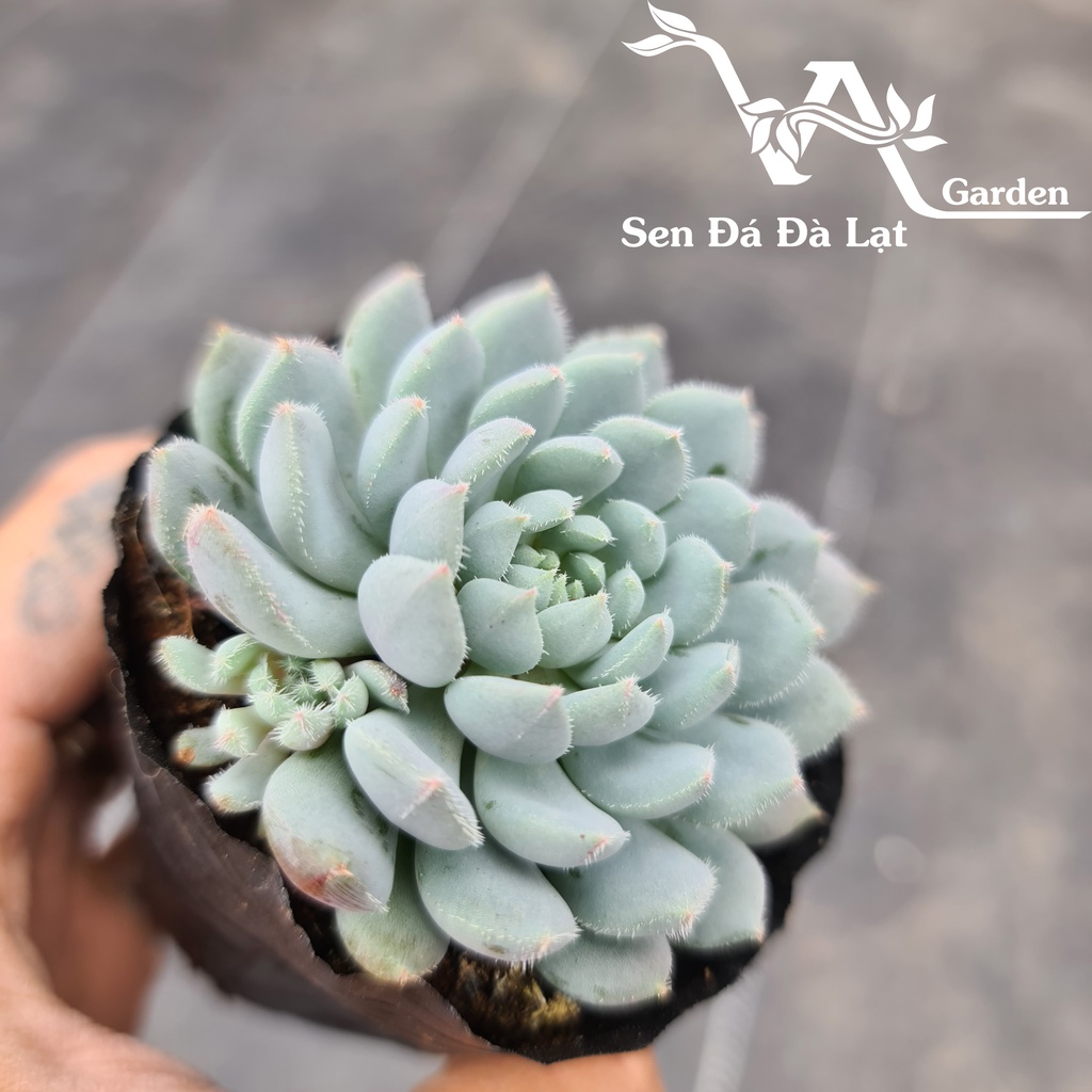 Sen Đá NHÍM XANH size bầu 5-8cm VA Gaden - lỗi 1 đổi 1