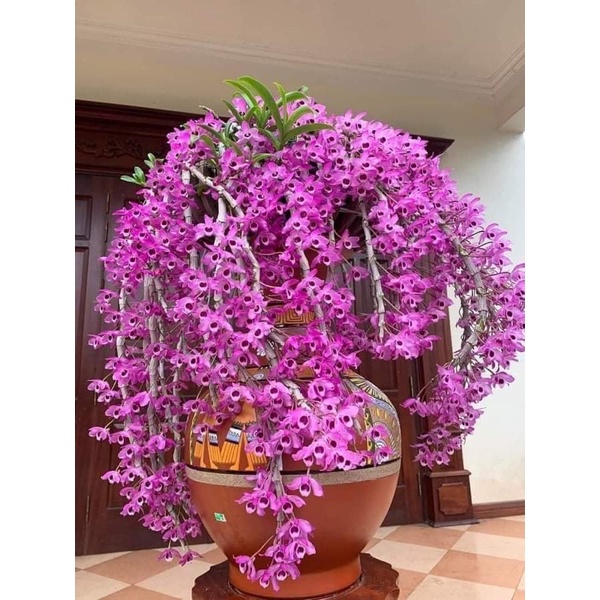 Trầm tím cây giống