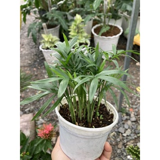 Chậu Cau Tiểu Trâm kiểng