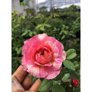 Hồng Claude Monet