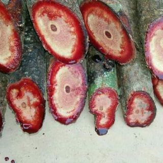 Cây cỏ máu khô 1kg