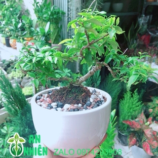 Chậu Cây Mai Chiếu Thuỷ