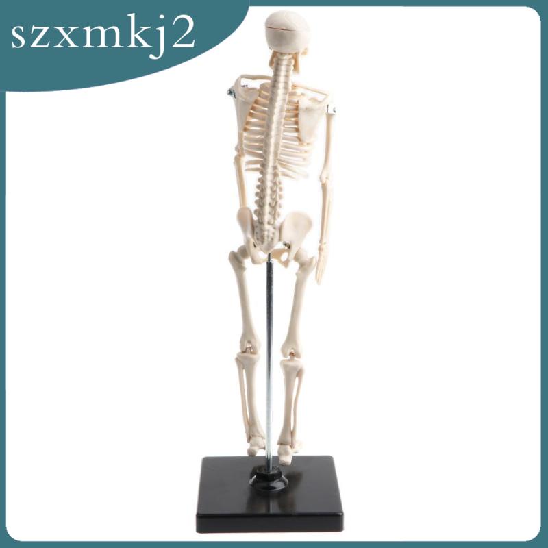 Mô Hình Xương Người Bằng PVC 42cm Zxmkj2