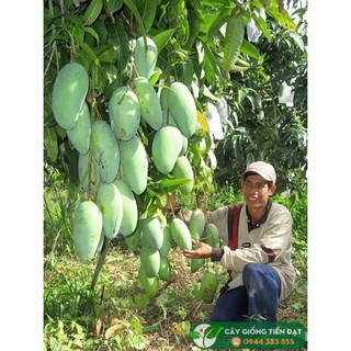 Xoài Đài Loan.