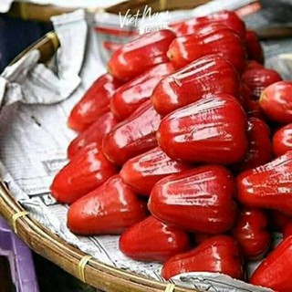 cây giống doi đỏ