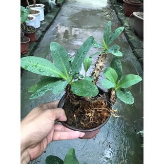 cây xương rồng bát tiên