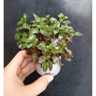 Cây Thủy sinh trang trí bể cá: Diệp tài hồng lá táo, Bó 15 - 20 cây lá cạn đã có rễ