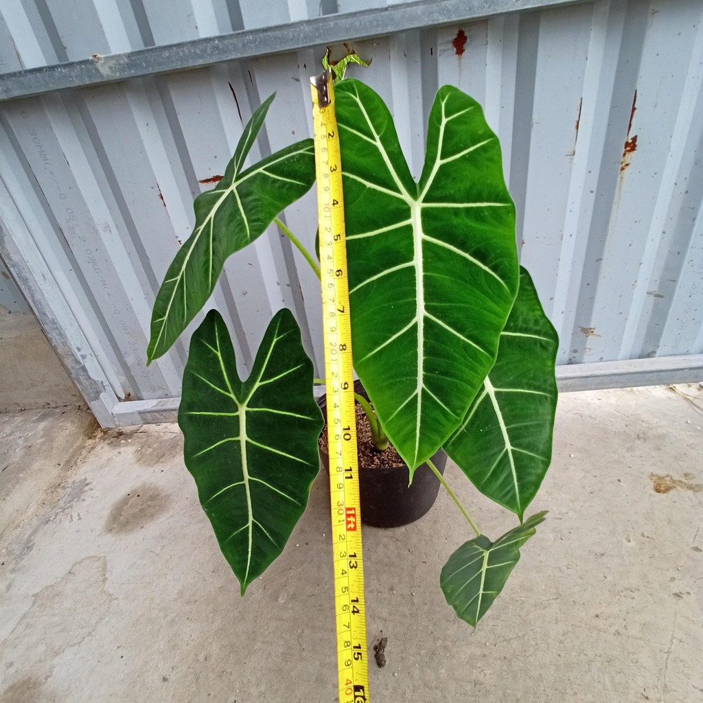 Cây alocasia frydek - môn nhung cây trưởng thành rễ ổn định từ 5 lá, cây cao 55-70cm, lá dài 30-40cm