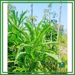 Cây Ngải dại loại có cả thân lá điều trị viêm da cơ địa 1 kg