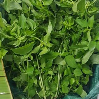 Lá é trắng Phú Yên ship TpHcm