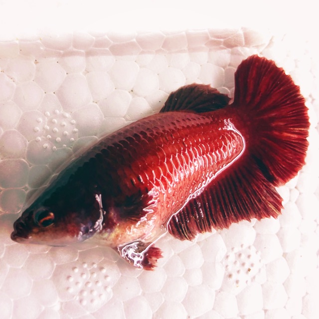 BETTA SUPER RED ( mái bầu )