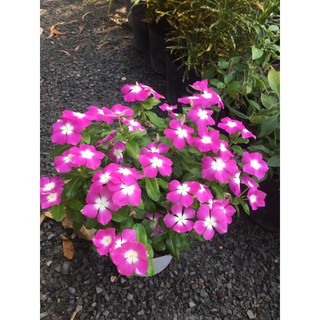 Dừa cạn siêu bông chậu nhựa