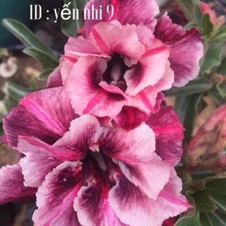 Hoa Sứ Yến Nhi 9