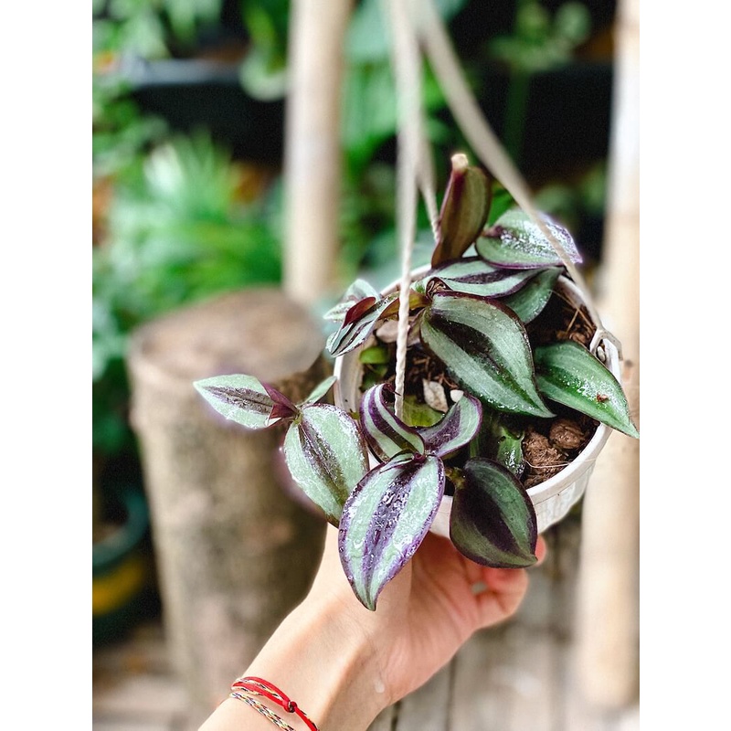 Cây Tradescantia zebrina ‘Silver Plus’  chậu treo bí ngô 10cm
