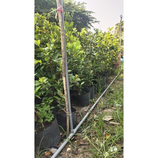 Cherry brazil trưởng thành