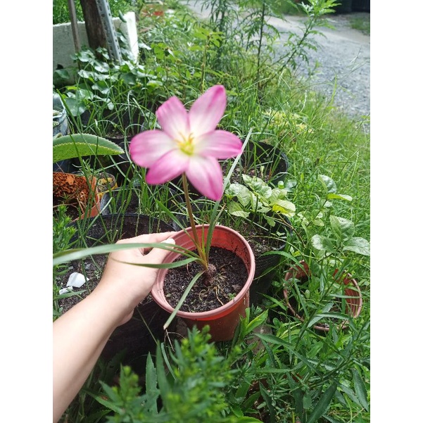 Chậu hoa huệ mưa lily màu hồng ngọt ngào