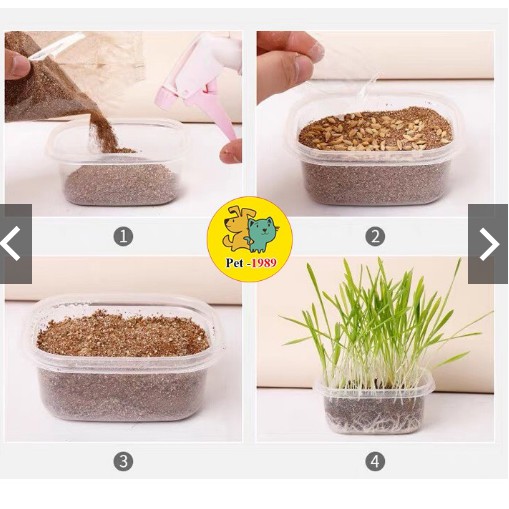 Bộ Kit Trồng Cỏ Mèo Hạt Yến Mạch