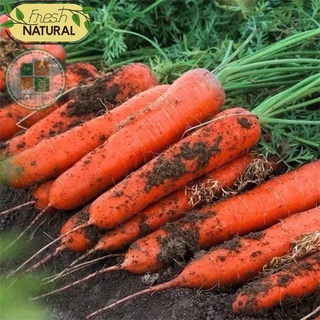 Hạt giống cà rốt chịu nhiệt