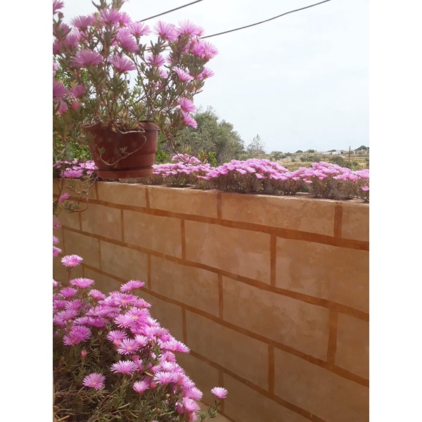 Cây Hoa mười giờ Nam Phi