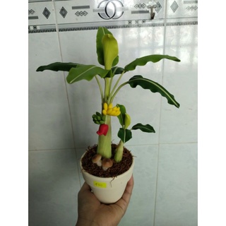 Chậu chuối đất sét size nhỏ