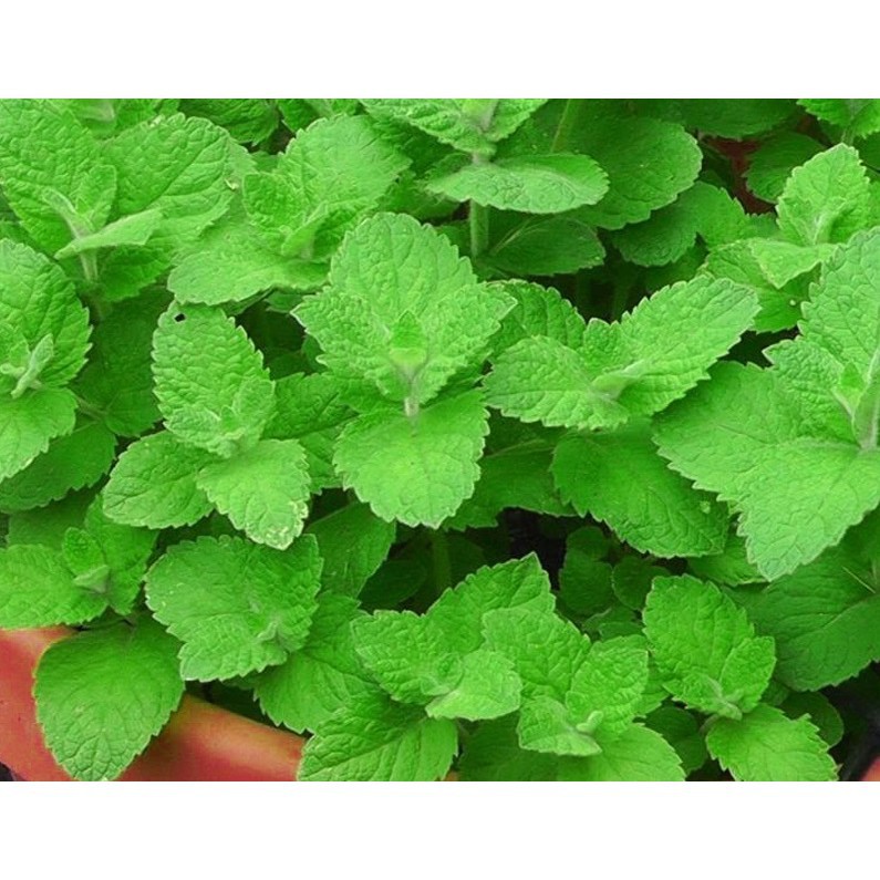 0.1g Hạt Giống Húng Bạc Hà (Hàng Loại 1)
