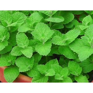 0.1g Hạt Giống Húng Bạc Hà (Hàng Loại 1)
