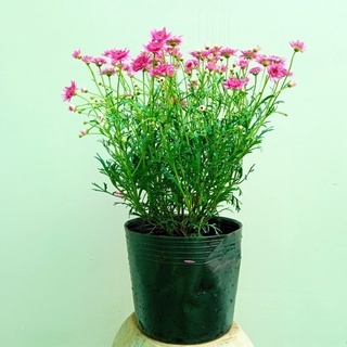 Cây Hoa Cúc Hoạ Mi Thân Gỗ, Cúc Trường Thọ, Cúc Vạn Niên Kèm Hướng Dẫn Cách Chăm Sóc - Jun Garden