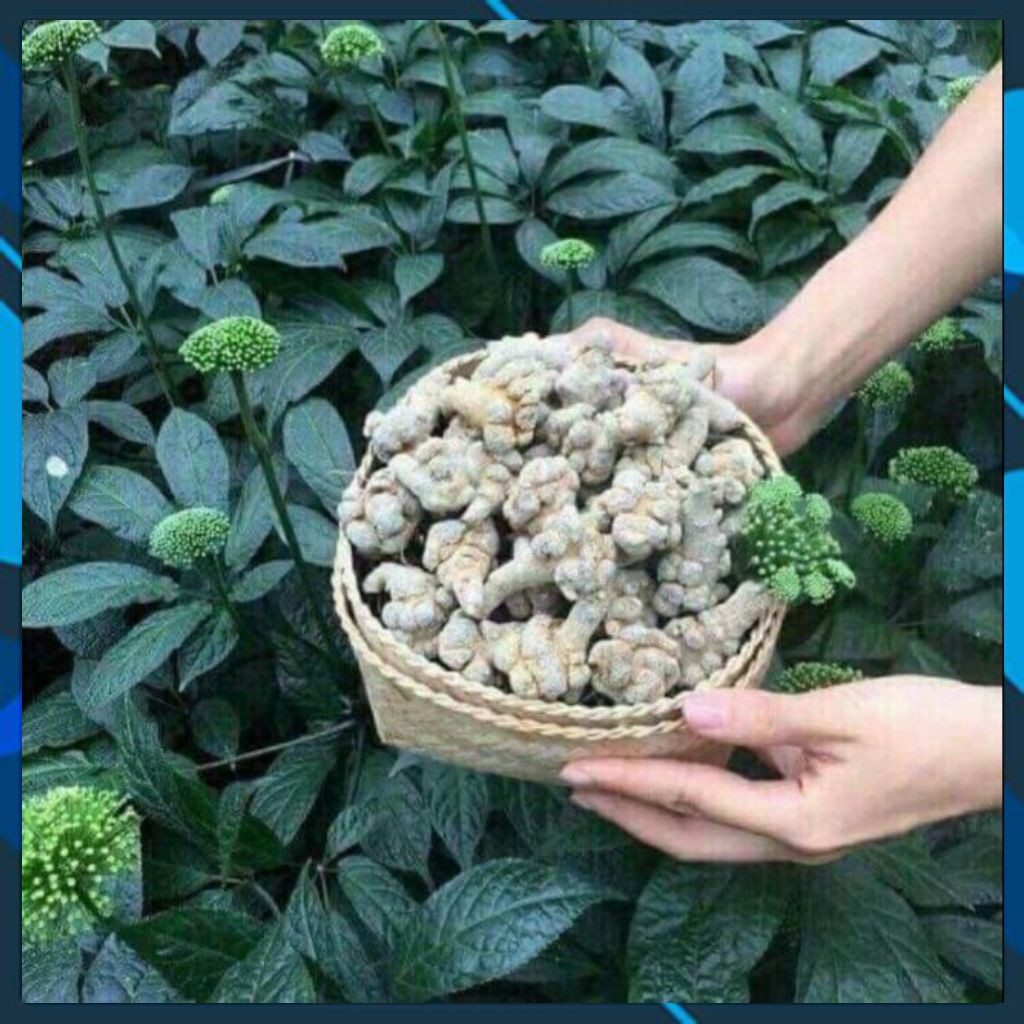 Củ Tam Thất Bắc Khô 100Gram ❤️FREESHIP❤️ / Củ Tam Thất Bắc Khô Size 5 Củ/ Lạng [LÂU NĂM] Giá Tốt