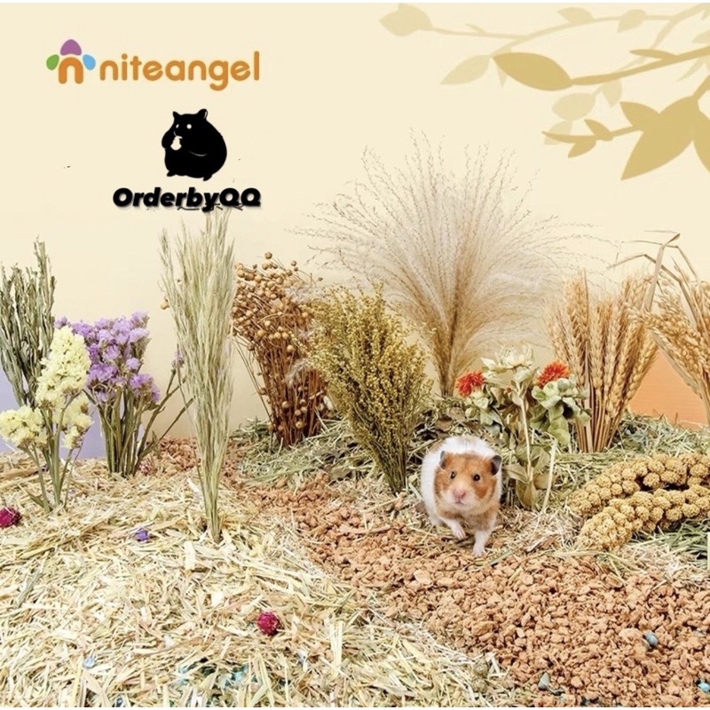 NITEANGEL Cành Cắm Ngũ Cốc Chuồng Hamster