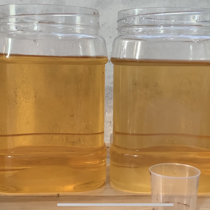 Nước sâm form betta, cá lóc sung khoẻ. Thay thế nước lá bàng