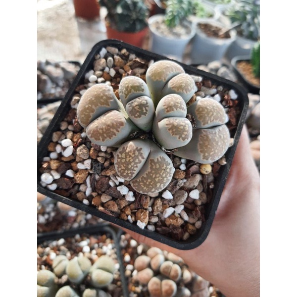 [VIP] Sen Mông, Lithops nhiều đầu