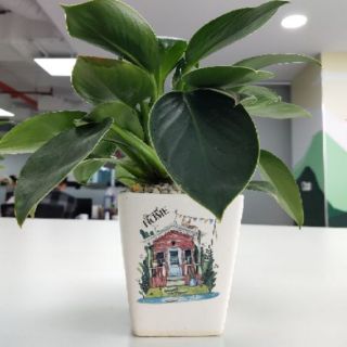  Chậu trồng cây vuông vát có in hình siêu đẹp cỡ S2  hình ngẫu nhiên  chậu sứ Bát Tràng cao cấp 