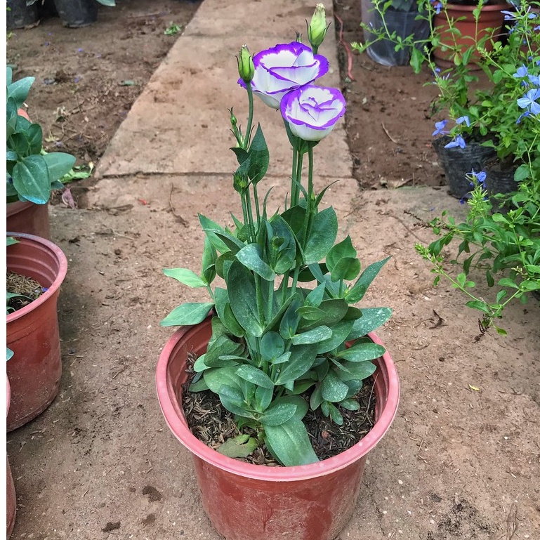 Hoa cát tường lá sum suê khoẻ mạnh cao 15-20cm thích hợp trang trí cảnh quan sân vườn